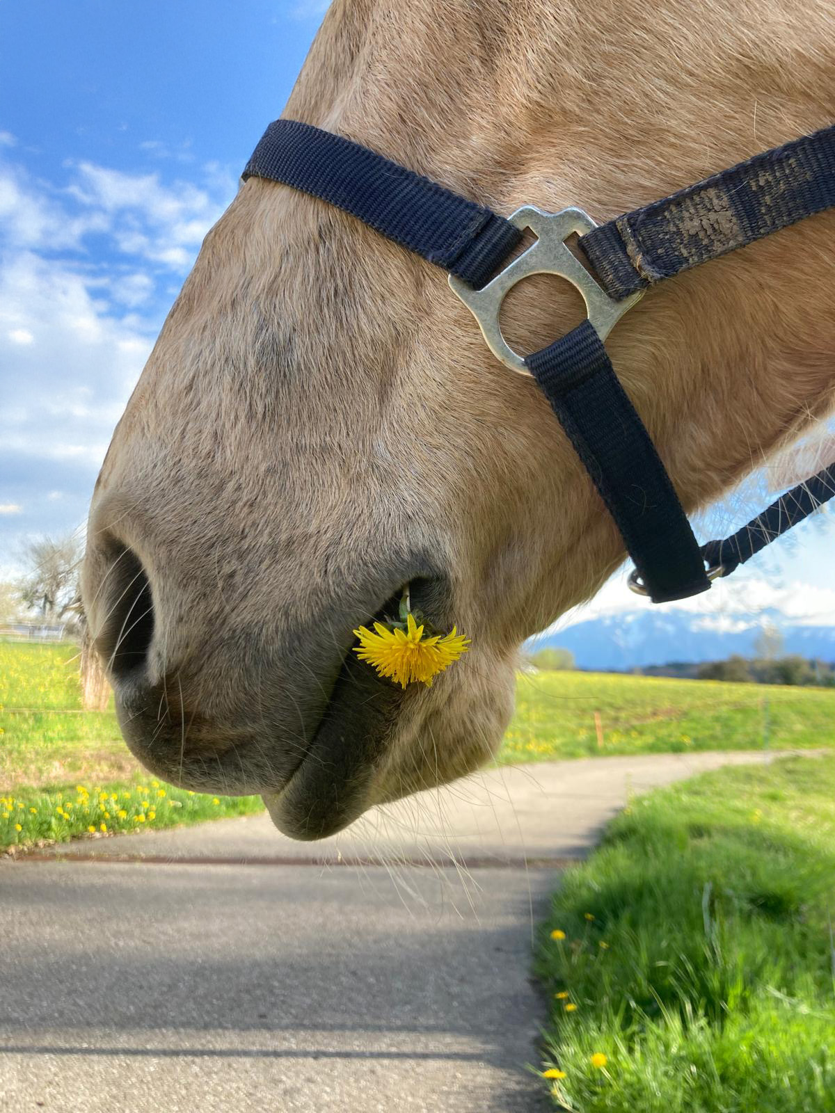 haiku fleur